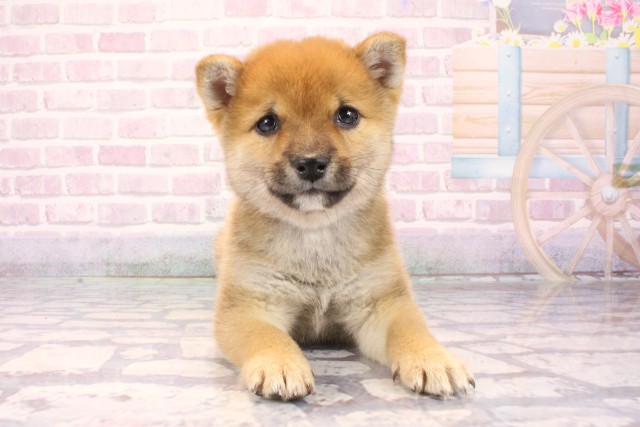 兵庫県の豆柴 (Coo&RIKU明石店/2025年9月24日生まれ/男の子/赤)の子犬