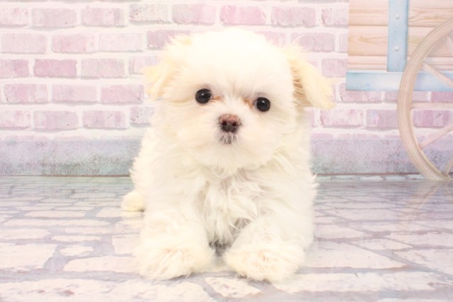 兵庫県のハーフ犬・ミックス犬 (Coo&RIKU尼崎店/2025年9月19日生まれ/女の子/ホワイト)の子犬