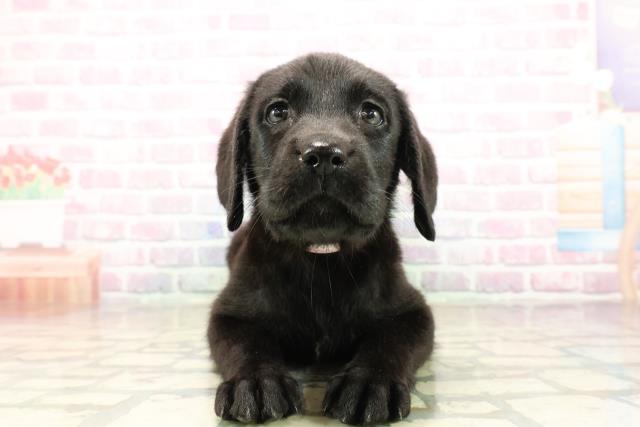 群馬県のラブラドールレトリーバー (Coo&RIKU前橋店/2025年9月25日生まれ/女の子/ブラック)の子犬の1枚目の画像
