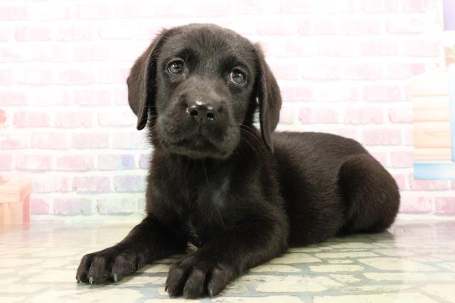 群馬県のラブラドールレトリーバー (Coo&RIKU前橋店/2025年9月25日生まれ/女の子/ブラック)の子犬の2枚目の画像