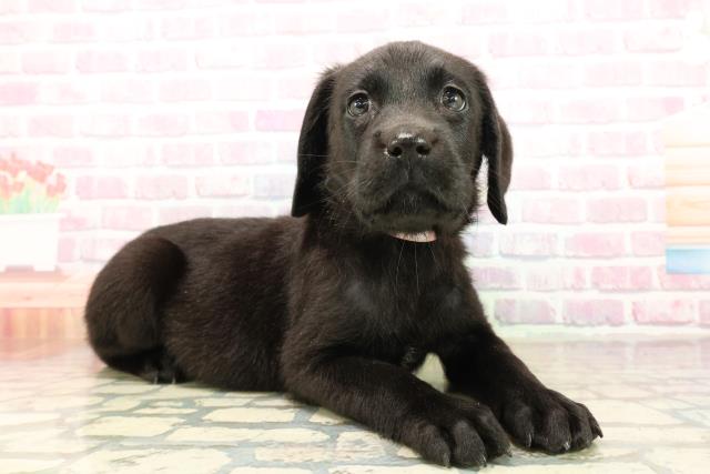 群馬県のラブラドールレトリーバー (Coo&RIKU前橋店/2025年9月25日生まれ/女の子/ブラック)の子犬の3枚目の画像
