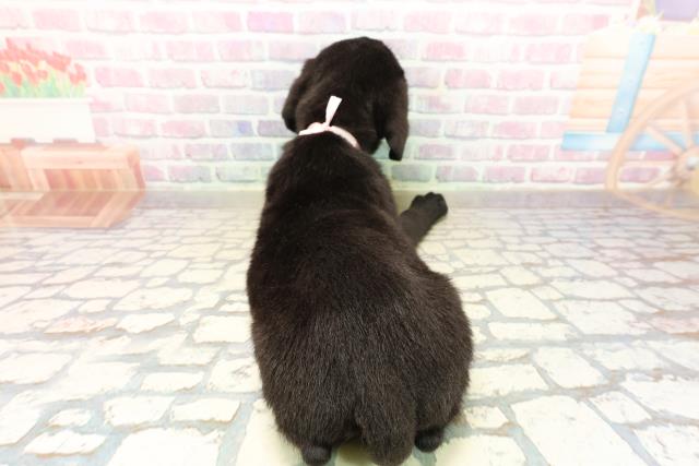 群馬県のラブラドールレトリーバー (Coo&RIKU前橋店/2025年9月25日生まれ/女の子/ブラック)の子犬の4枚目の画像