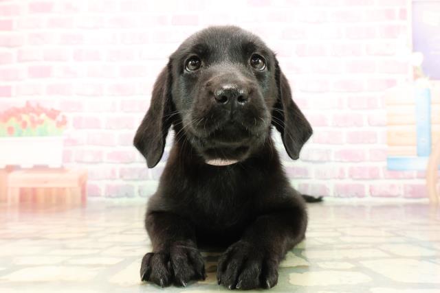 神奈川県のラブラドールレトリーバー (Coo&RIKU相模原店/2025年9月25日生まれ/女の子/ブラック)の子犬の1枚目の画像