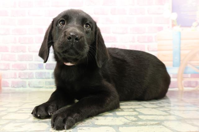神奈川県のラブラドールレトリーバー (Coo&RIKU相模原店/2025年9月25日生まれ/女の子/ブラック)の子犬の2枚目の画像