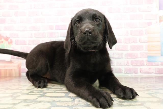 神奈川県のラブラドールレトリーバー (Coo&RIKU相模原店/2025年9月25日生まれ/女の子/ブラック)の子犬の3枚目の画像