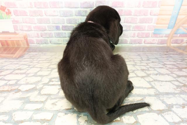 神奈川県のラブラドールレトリーバー (Coo&RIKU相模原店/2025年9月25日生まれ/女の子/ブラック)の子犬の4枚目の画像