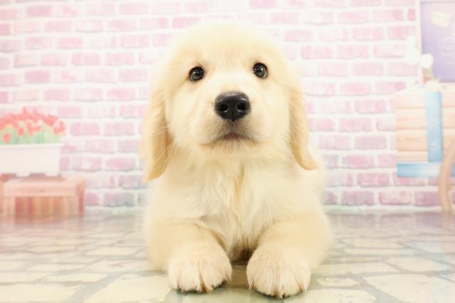富山県のゴールデンレトリバー (Coo&RIKU富山店/2025年9月27日生まれ/男の子/ゴールド)の子犬