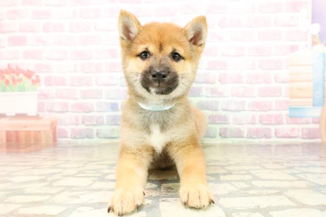 新潟県の豆柴 (Coo&RIKUイオンモール新発田店/2025年9月27日生まれ/男の子/赤)の子犬