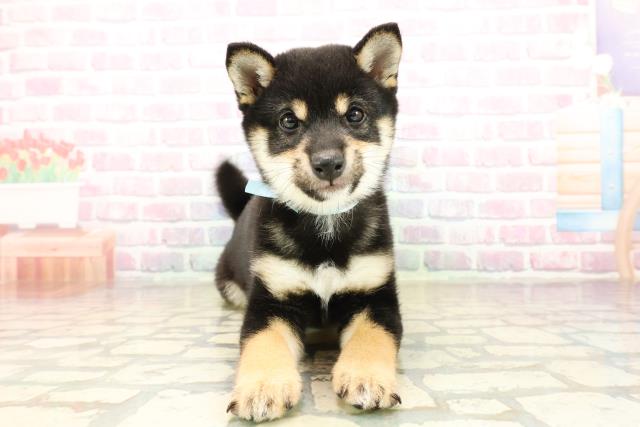 北海道の豆柴 (Coo&RIKU札幌西店/2025年9月27日生まれ/男の子/黒)の子犬の1枚目の画像