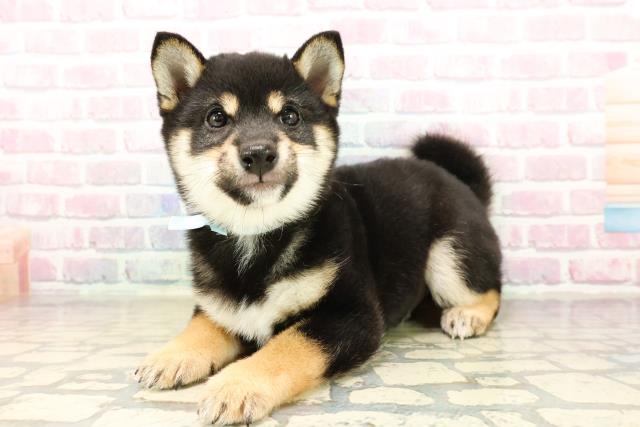 北海道の豆柴 (Coo&RIKU札幌西店/2025年9月27日生まれ/男の子/黒)の子犬の2枚目の画像