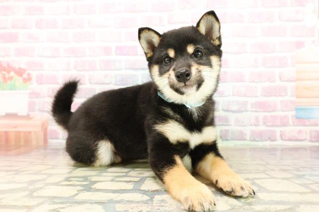 北海道の豆柴 (Coo&RIKU札幌西店/2025年9月27日生まれ/男の子/黒)の子犬の3枚目の画像