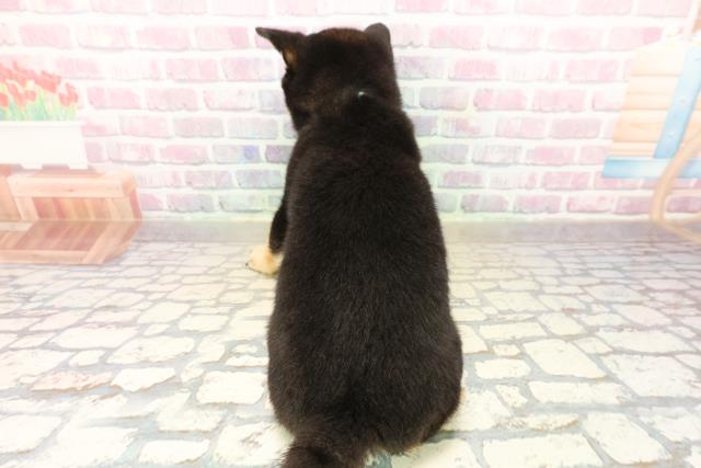 北海道の豆柴 (Coo&RIKU札幌西店/2025年9月27日生まれ/男の子/黒)の子犬の4枚目の画像