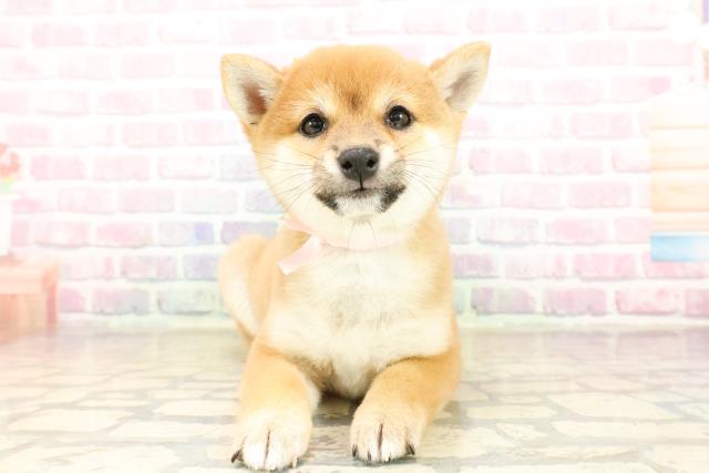 千葉県の豆柴 (Coo&RIKU木更津店/2025年9月27日生まれ/女の子/赤)の子犬の1枚目の画像