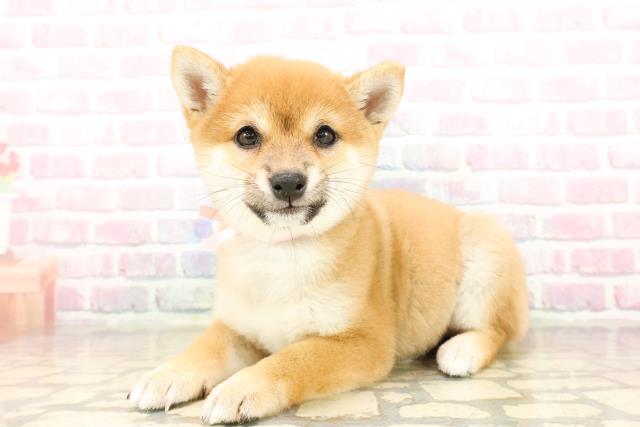 千葉県の豆柴 (Coo&RIKU木更津店/2025年9月27日生まれ/女の子/赤)の子犬の2枚目の画像