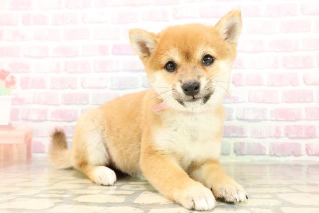 千葉県の豆柴 (Coo&RIKU木更津店/2025年9月27日生まれ/女の子/赤)の子犬の3枚目の画像