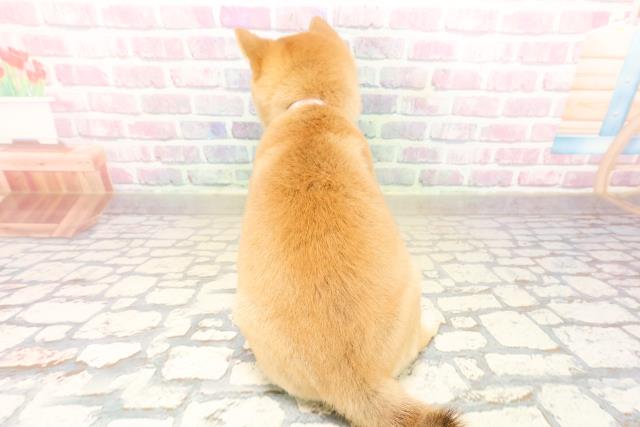 千葉県の豆柴 (Coo&RIKU木更津店/2025年9月27日生まれ/女の子/赤)の子犬の4枚目の画像