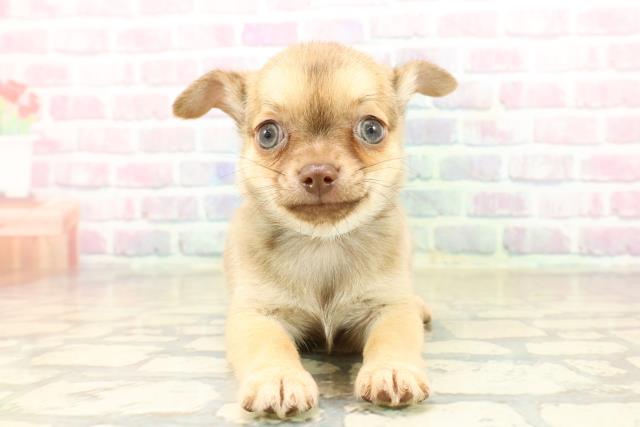 チワワ（スムースコート）