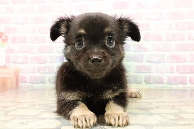 チワワ(ロングコート)