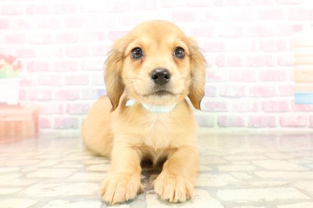 秋田県のチワックス(チワワ×ダックス) (Coo&RIKU秋田店/2025年9月29日生まれ/男の子/レッド)の子犬の1枚目の画像