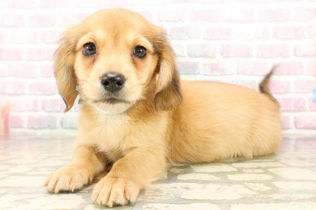 秋田県のチワックス(チワワ×ダックス) (Coo&RIKU秋田店/2025年9月29日生まれ/男の子/レッド)の子犬の2枚目の画像