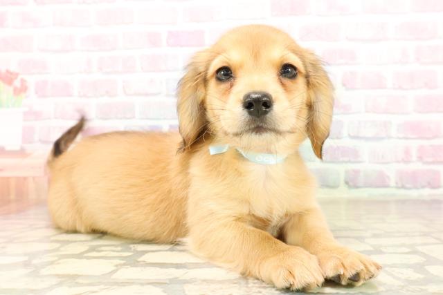 秋田県のチワックス(チワワ×ダックス) (Coo&RIKU秋田店/2025年9月29日生まれ/男の子/レッド)の子犬の3枚目の画像