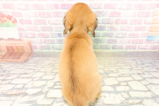 秋田県のチワックス(チワワ×ダックス) (Coo&RIKU秋田店/2025年9月29日生まれ/男の子/レッド)の子犬の4枚目の画像