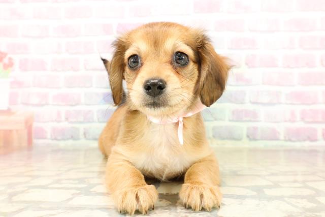 北海道のチワックス(チワワ×ダックス) (Coo&RIKU帯広店/2025年9月29日生まれ/女の子/レッド)の子犬の1枚目の画像