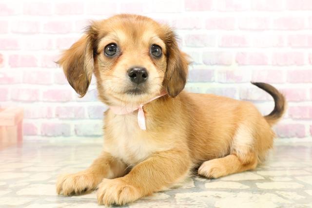 北海道のチワックス(チワワ×ダックス) (Coo&RIKU帯広店/2025年9月29日生まれ/女の子/レッド)の子犬の2枚目の画像