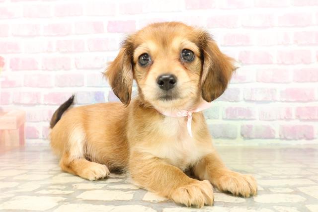 北海道のチワックス(チワワ×ダックス) (Coo&RIKU帯広店/2025年9月29日生まれ/女の子/レッド)の子犬の3枚目の画像