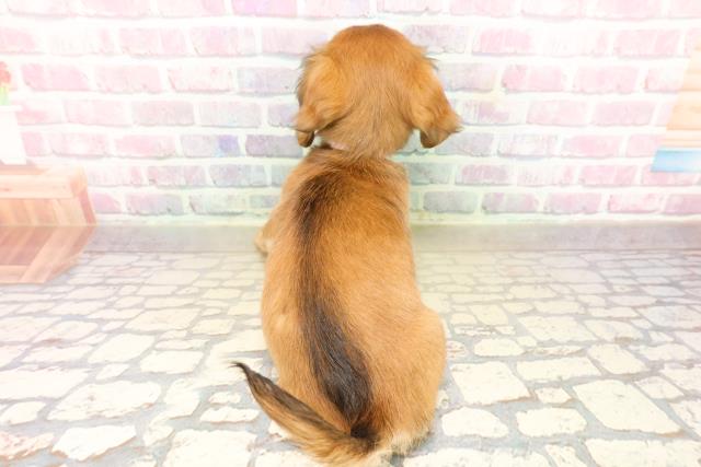 北海道のチワックス(チワワ×ダックス) (Coo&RIKU帯広店/2025年9月29日生まれ/女の子/レッド)の子犬の4枚目の画像