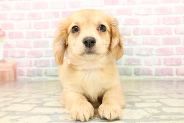 北海道のチワックス(チワワ×ダックス) (Coo&RIKU室蘭店/2025年9月29日生まれ/女の子/イエロー)の子犬の1枚目の画像