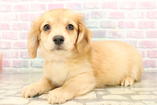 北海道のチワックス(チワワ×ダックス) (Coo&RIKU室蘭店/2025年9月29日生まれ/女の子/イエロー)の子犬の2枚目の画像