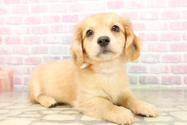 北海道のチワックス(チワワ×ダックス) (Coo&RIKU室蘭店/2025年9月29日生まれ/女の子/イエロー)の子犬の3枚目の画像