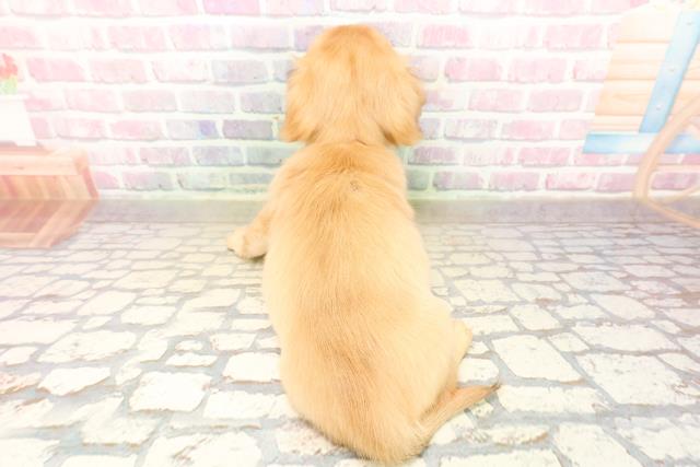 北海道のチワックス(チワワ×ダックス) (Coo&RIKU室蘭店/2025年9月29日生まれ/女の子/イエロー)の子犬の4枚目の画像