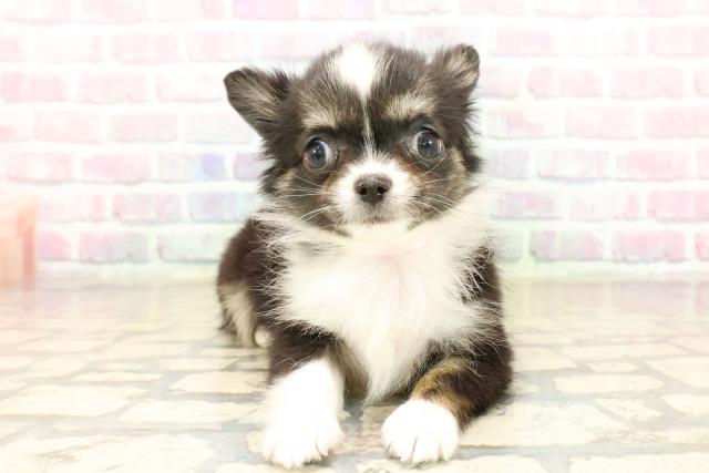 新潟県のチワワ(ロング) (Coo&RIKU新潟西店/2025年9月22日生まれ/女の子/ブラックホワイトタン)の子犬