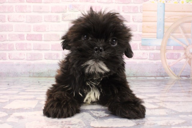 兵庫県のハーフ犬・ミックス犬 (Coo&RIKU神戸垂水店/2025年9月16日生まれ/男の子/ブラックホワイト)の子犬の1枚目の画像