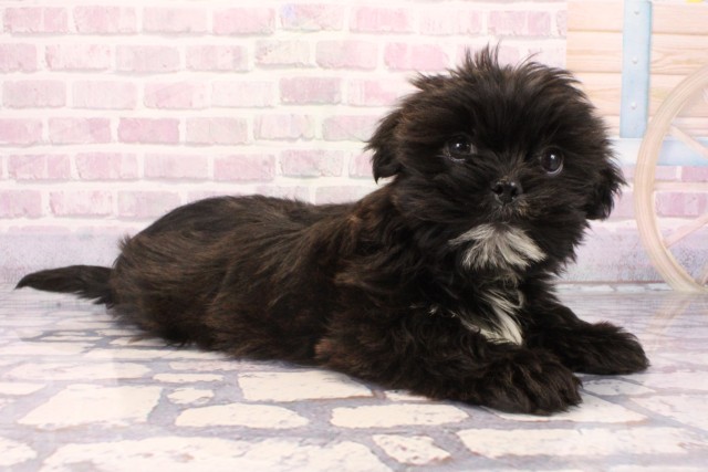 兵庫県のハーフ犬・ミックス犬 (Coo&RIKU神戸垂水店/2025年9月16日生まれ/男の子/ブラックホワイト)の子犬の2枚目の画像