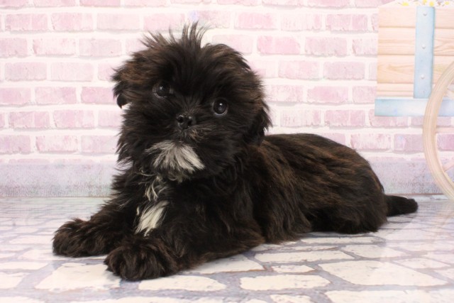 兵庫県のハーフ犬・ミックス犬 (Coo&RIKU神戸垂水店/2025年9月16日生まれ/男の子/ブラックホワイト)の子犬の3枚目の画像