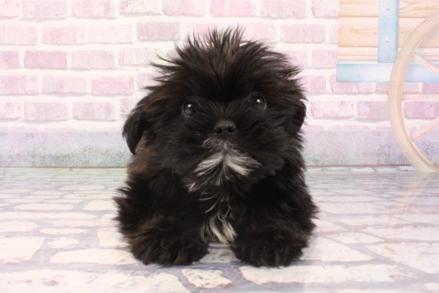 滋賀県のハーフ犬・ミックス犬 (Coo&RIKU長浜店/2025年9月16日生まれ/女の子/ブラックホワイト)の子犬の1枚目の画像