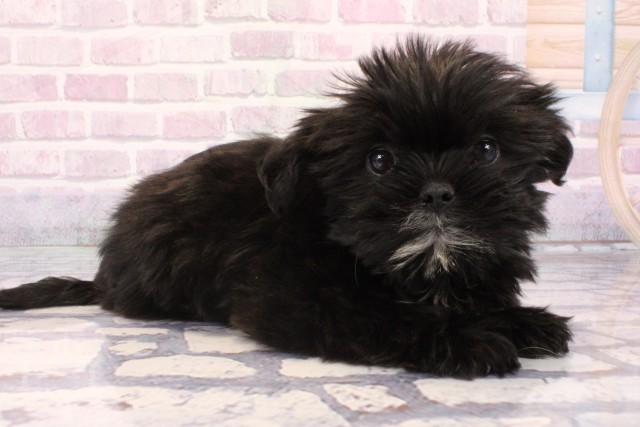 滋賀県のハーフ犬・ミックス犬 (Coo&RIKU長浜店/2025年9月16日生まれ/女の子/ブラックホワイト)の子犬の2枚目の画像