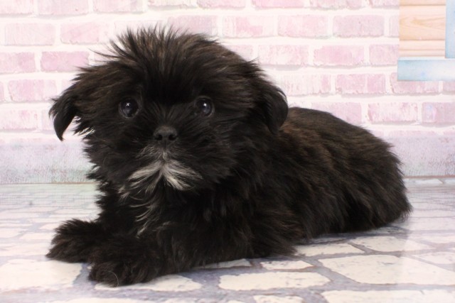 滋賀県のハーフ犬・ミックス犬 (Coo&RIKU長浜店/2025年9月16日生まれ/女の子/ブラックホワイト)の子犬の3枚目の画像