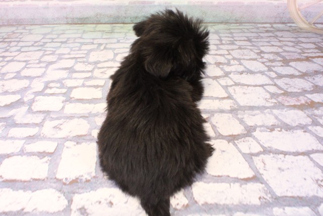 滋賀県のハーフ犬・ミックス犬 (Coo&RIKU長浜店/2025年9月16日生まれ/女の子/ブラックホワイト)の子犬の4枚目の画像