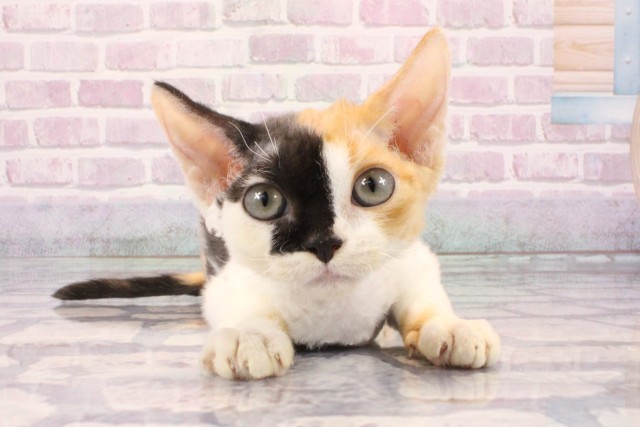 岡山県のデボンレックス (Coo&RIKU岡山店/2025年9月12日生まれ/女の子/キャリコ)の子猫の1枚目の画像