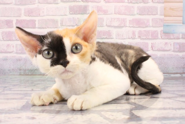 岡山県のデボンレックス (Coo&RIKU岡山店/2025年9月12日生まれ/女の子/キャリコ)の子猫の3枚目の画像