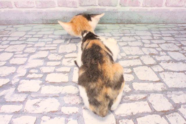 岡山県のデボンレックス (Coo&RIKU岡山店/2025年9月12日生まれ/女の子/キャリコ)の子猫の4枚目の画像