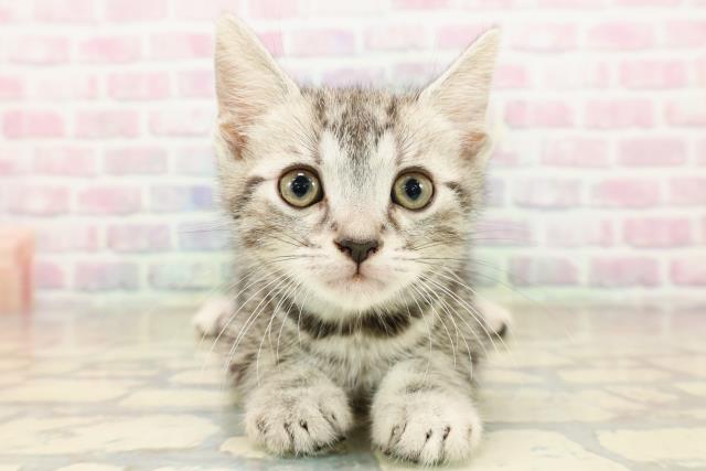 石川県のスコティッシュフォールド (Coo&RIKU金沢店/2025年9月26日生まれ/男の子/シルバータビー)の子猫