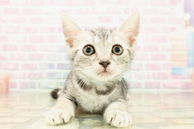 石川県のスコティッシュフォールド (Coo&RIKUイオン野々市南店/2025年9月26日生まれ/男の子/シルバータビー)の子猫