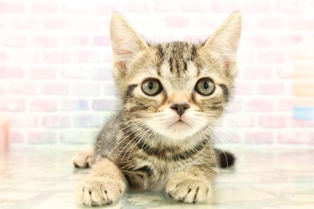 秋田県のスコティッシュフォールド (Coo&RIKU秋田店/2025年9月26日生まれ/男の子/ブラウンタビー)の子猫の1枚目の画像