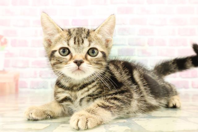 秋田県のスコティッシュフォールド (Coo&RIKU秋田店/2025年9月26日生まれ/男の子/ブラウンタビー)の子猫の2枚目の画像