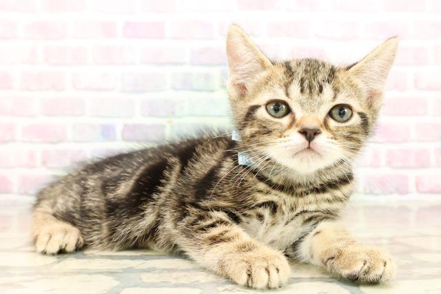 秋田県のスコティッシュフォールド (Coo&RIKU秋田店/2025年9月26日生まれ/男の子/ブラウンタビー)の子猫の3枚目の画像